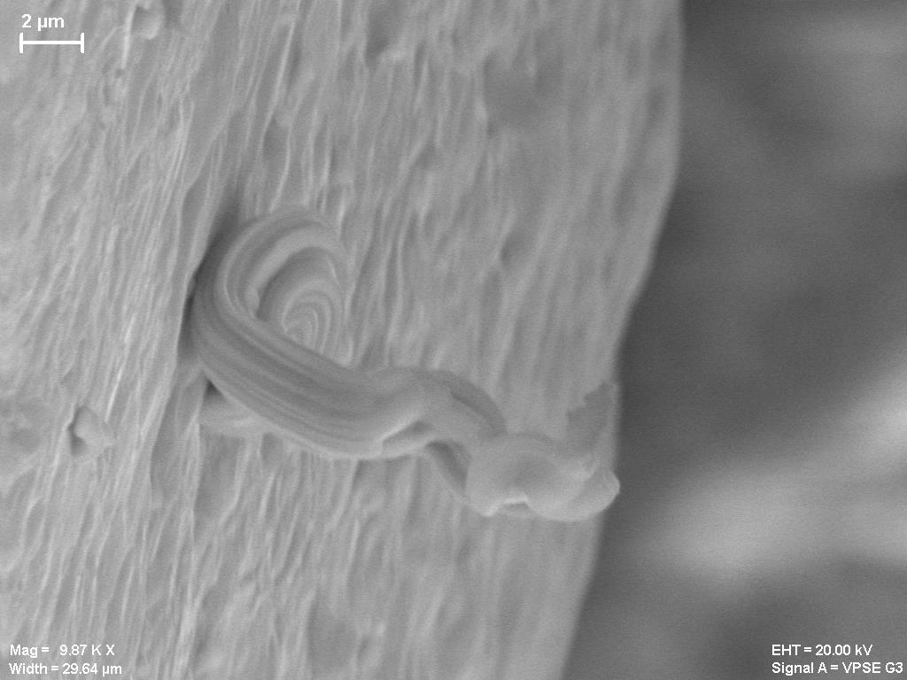 Tin whisker growing out of a pure tin surface of a lead-free electronic component.
