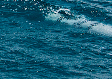 Seaborne Applications & Protecting Data-at-Rest Seaborne Applications & Protecting Data-at-Rest